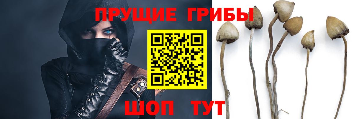 Псилоцибиновые грибы мицелий Заводоуковск